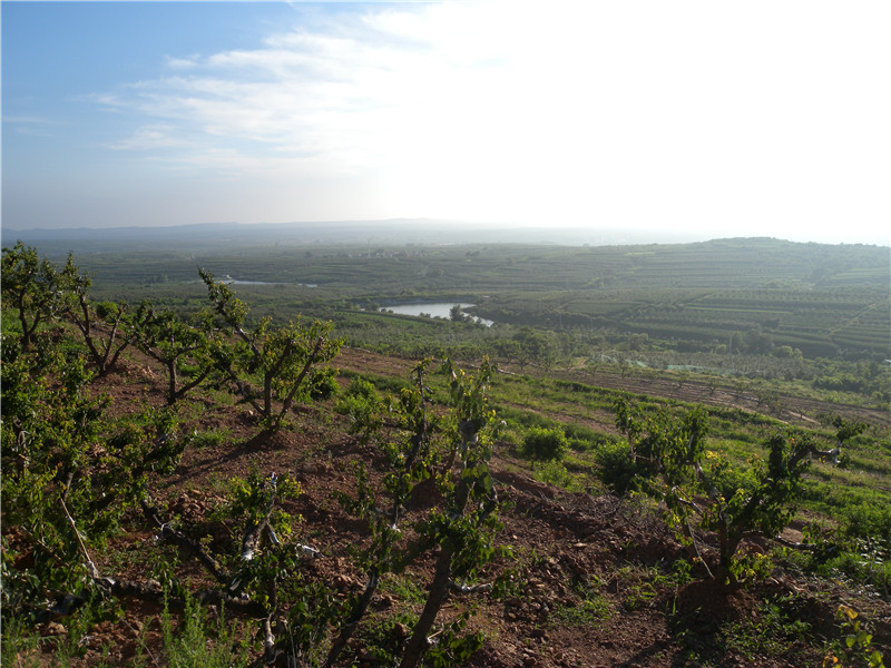 蘋(píng)果基地