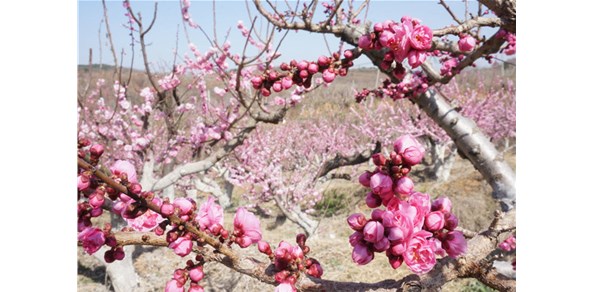 美到窒息！棲霞千畝梅花谷，暗香浮動(dòng)醉游人